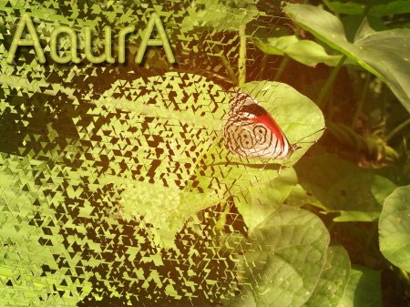 Aaura AO