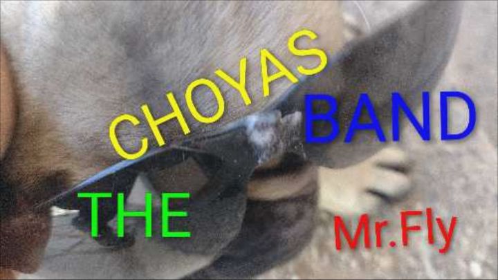 Foto del músico THE CHOYAS BAND 