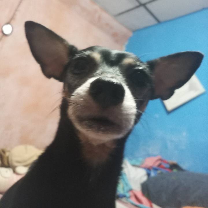 DiDiMuwu